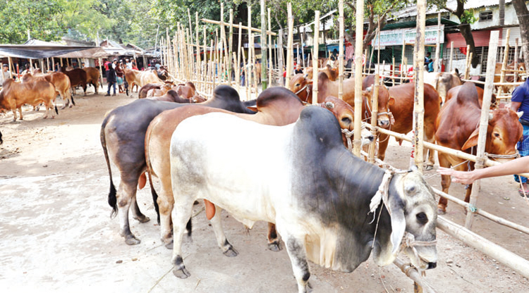 অনলাইনে পশু বিক্রি মিলছে নানা অফার