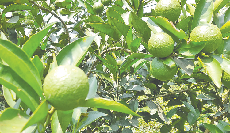 বিদেশি জাতের কমলা-মাল্টার চারা তৈরি করে স্বাবলম্বী আতাউর