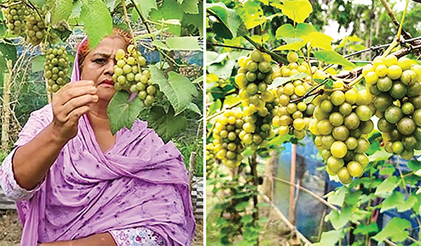 ভিডিও দেখে আঙুর চাষে লাভলীর চমক