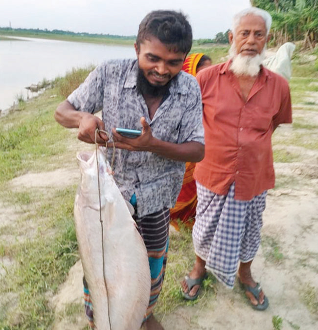 মধুমতি নদীতে বড়শিতে ধরা পড়ছে বড় সাইজের চিতল