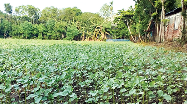 লবণাক্ত জমিতে কেনাফ চাষে সফলতার আশা