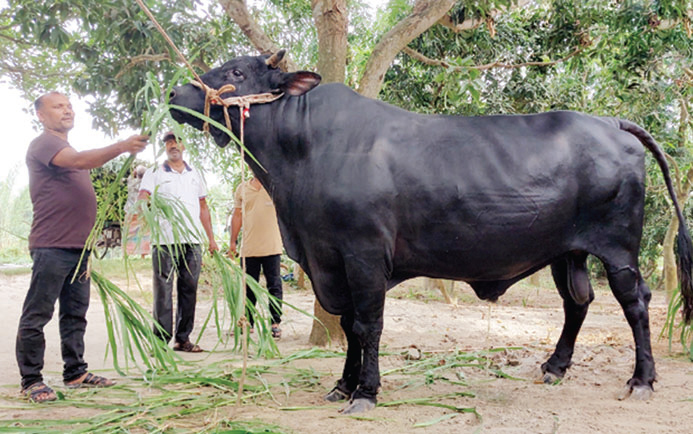 ১০ ফুট লম্বা পাগলা রাজার দাম ১৭ লাখ!