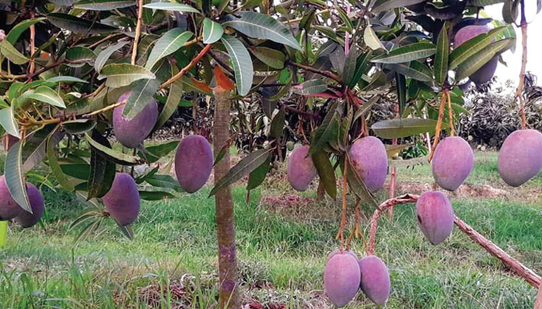 নওগাঁ থেকে বিদেশে যাবে ৪০০ মেট্রিক টন আম