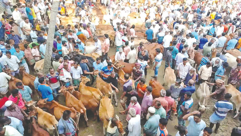 সরবরাহ বাড়ায় কমেছে দাম