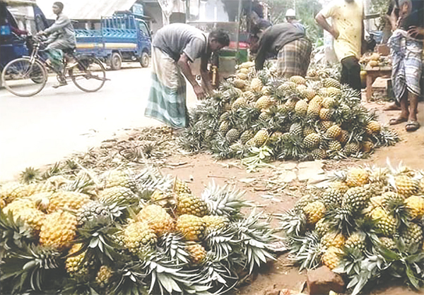 কাপাসিয়ায় পতিত জমিতে আনারস চাষ