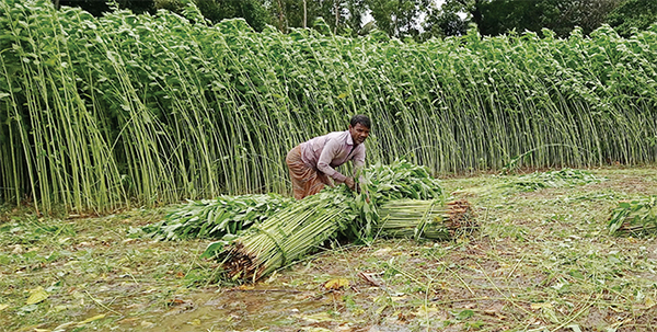 বন্যার শঙ্কায় সময়ের আগেই পাট  কাটতে ব্যস্ত চাষিরা