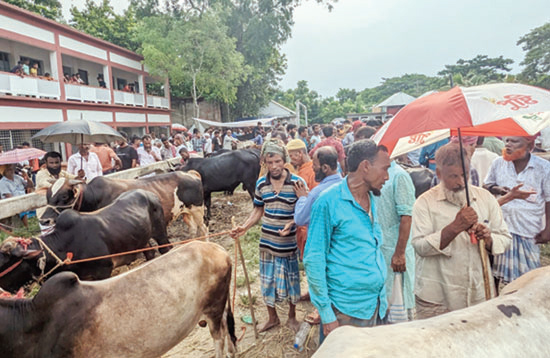 শরীয়তপুরে গরুর দামে বিক্রেতা খুশি, নারাজ ক্রেতা