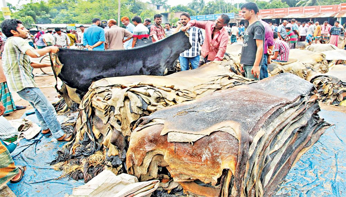 কোরবানির পশুর চামড়ার দাম নির্ধারণ আজ