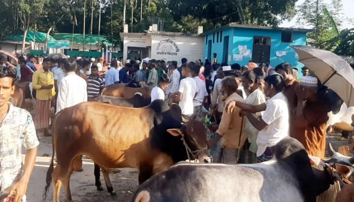 কিশোরগঞ্জে স্কুল মাঠে অবৈধ গরুর হাট, পাশের ইজারাকৃত বাজার ফাঁকা