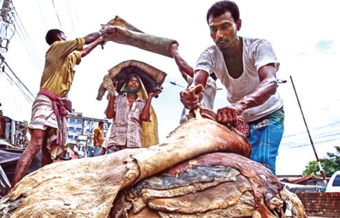 কোরবানির গরুর চামড়ার দাম নির্ধারণ