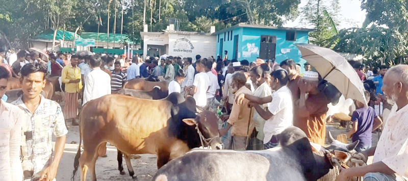 স্কুলমাঠে অবৈধ গরুর হাট পাশের ইজারাকৃত বাজারটি ফাঁকা