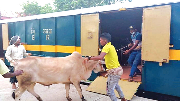 আজ শেষ হচ্ছে পশ্চিমাঞ্চল থেকে ঢাকায় কোরবানির পশু পরিবহন