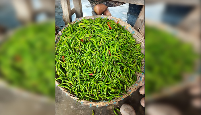 ঈশ্বরদীতে এক দিনের ব্যবধানে কাঁচামরিচের দাম কেজিতে ১০০ টাকা বেড়ে বিক্রি হচ্ছে ৩০০ টাকা