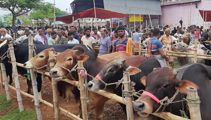 পাবনায় ক্রেতা-বিক্রেতার সমাগমে মুখরিত কোরবানির পশুর হাট