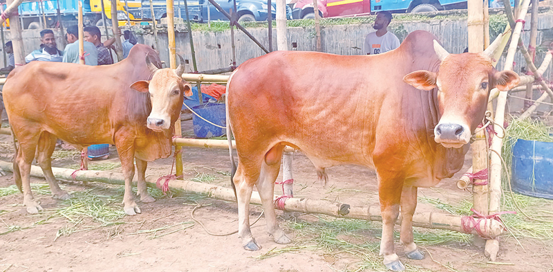 চাহিদার শীর্ষে পাহাড়ের ‘রেড চিটাগাং’