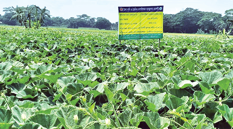 শরীয়তপুরের কৃষি খাতে সুবাতাস