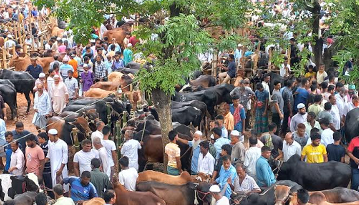 দেশীয় গরু চাহিদা মিটছে চাঁদপুরের কোরবানির পশুর হাট