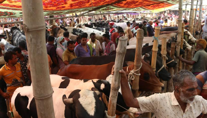 হাট জমজমাট হলেও ক্রেতা মিলছে না বড় গরুর