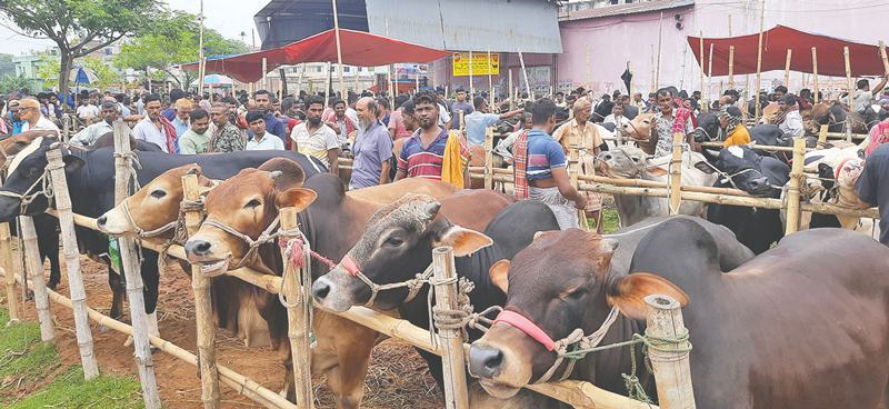 মুখরিত কোরবানির হাট, বেচাকেনায় সন্তুষ্ট ক্রেতা-বিক্রেতা