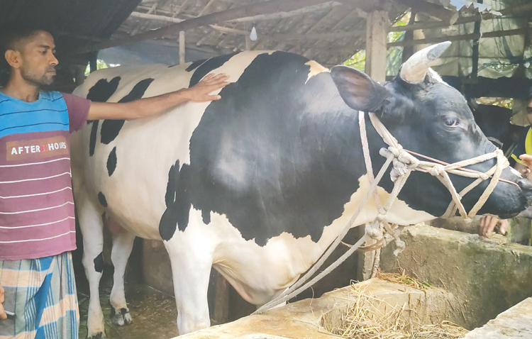 ৪০ মণের বাবুর দাম হাঁকা হচ্ছে ১৬ লাখ