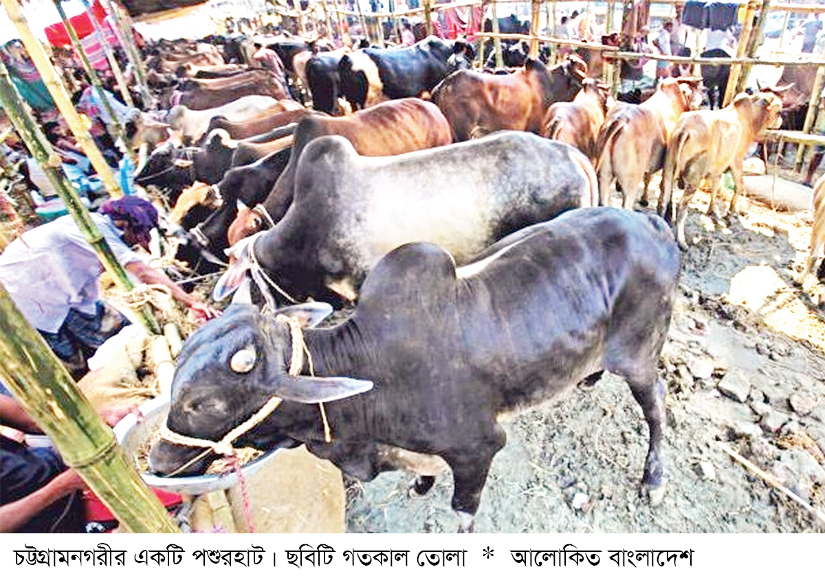 চট্টগ্রামে শেষ মুহূর্তে পশুর বাজার জমজমাট