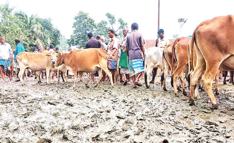 বেশি সরবরাহ ও বৃষ্টির সুযোগ নিয়েছে ক্রেতারা