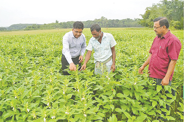 কুমিল্লায় তিল চাষে কৃষকের সাফল্য