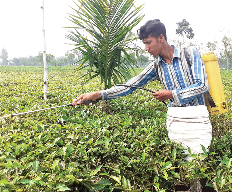 দরিদ্রতা ঘুচিয়ে চাঙা সবুজ অর্থনীতি