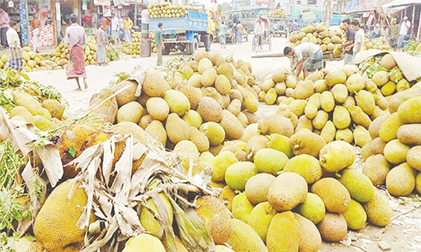 কুমিল্লায় কাঁঠাল বিক্রি করে বাগান মালিকরা খুশি