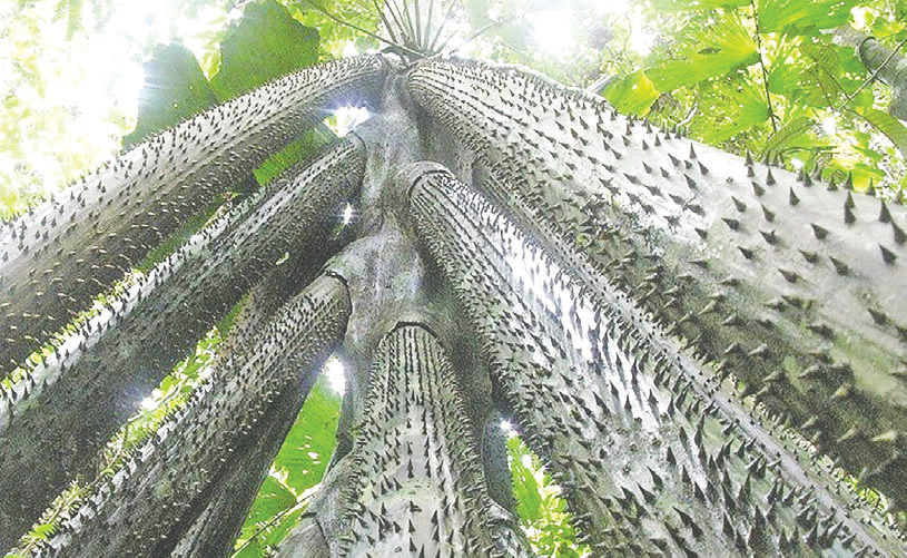 জীবন বাঁচাতে হেঁটে চলে গাছ!