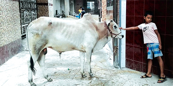 মনের পশু জবাই ও কিছু কথা