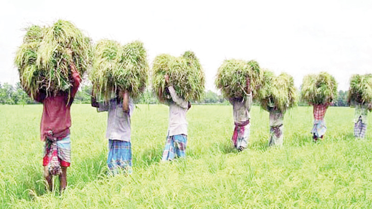 কৃষিজমি রক্ষায় উদ্যোগ নিতে হবে