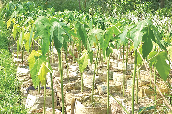 নার্সারি করে লেবু মিয়ার জাতীয় পুরস্কার লাভ