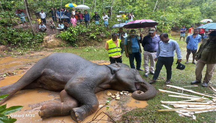 লোকালয়ে এসে অসুস্থ হাতির মৃত্যু