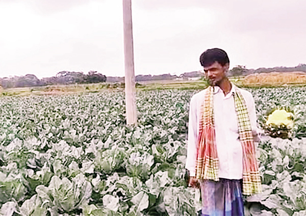 ফুলকপি চাষে সফল ইউসুফ