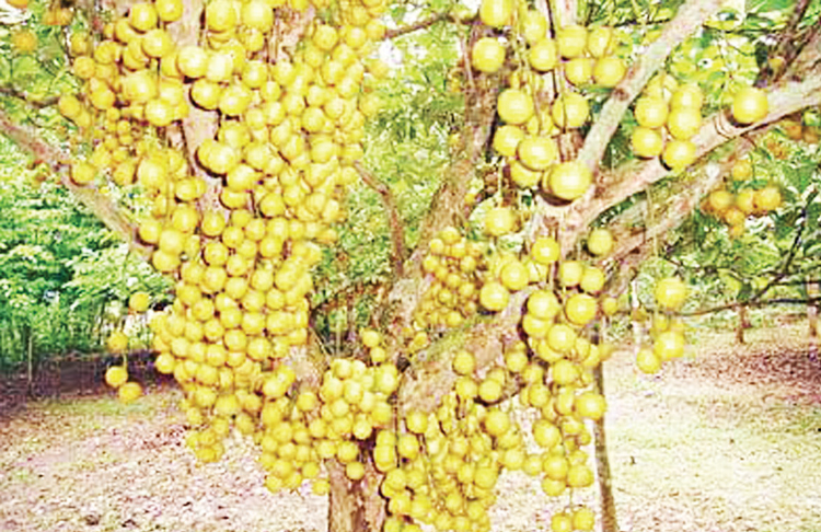 বিদেশে রপ্তানি হচ্ছে নরসিংদীর লটকন