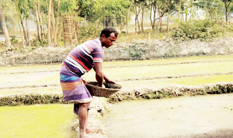 আমন বীজতলা তৈরিতে ব্যস্ত কৃষক