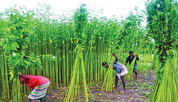 কুমিল্লায় পাটের বাম্পার ফলন