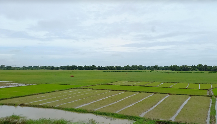 ভরা বর্ষাতেও নেই বৃষ্টি রাউজানে আমন চাষে দুশ্চিন্তায় কৃষক