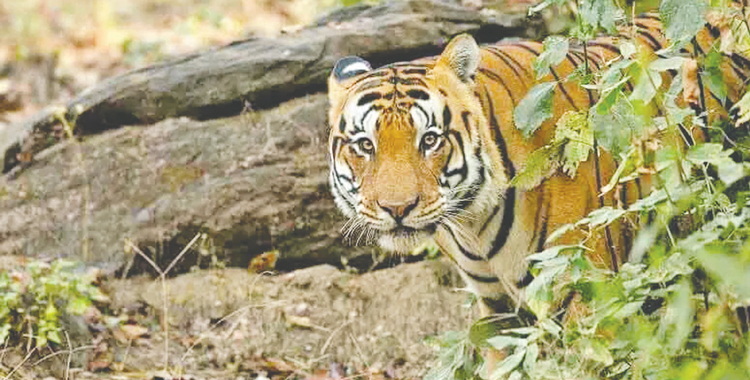 সন্ধ্যার পর বাঘ আতঙ্ক পাহারায় স্থানীয়রা