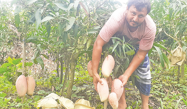 আমবাগান থেকে বছরে কোটি টাকা আয়