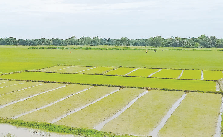 ভরা বর্ষায়ও বৃষ্টি নেই রাউজানে