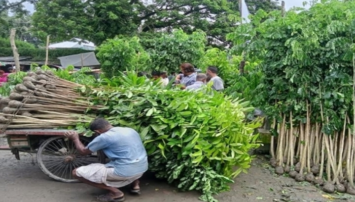 গাছের চারা কেনার সময় খেয়াল রাখবেন যেসব বিষয়