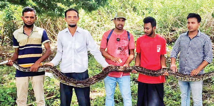 মুরগির ঘর থেকে অজগর সাপ উদ্ধার