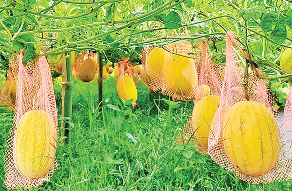 অমৌসুমের তরমুজ চাষে কৃষকের স্বপ্ন পূরণ