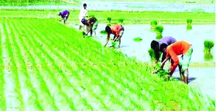 বীরগঞ্জে আমন রোপণে ব্যস্ত কৃষক