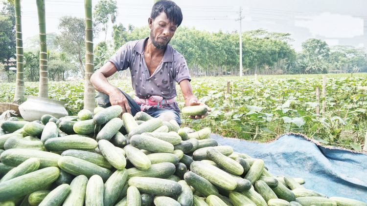 নান্দাইলে শশা চাষে আগ্রহ বাড়ছে