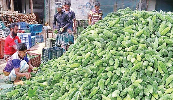 করলার ফলনে কৃষকের হাসি