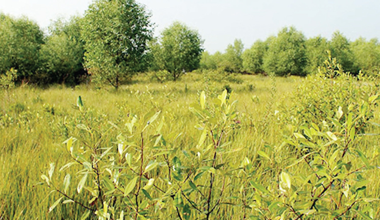 বঙ্গোপসাগরে চর ঘিরে অপার সম্ভাবনা