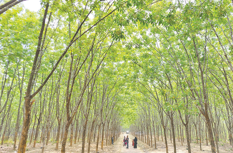 পর্যটকদের আকর্ষণ রামুর ঐতিহ্যবাহী রাবার বাগান